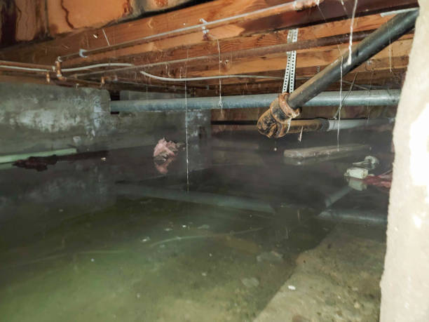 Best Flood restoration services  in Highland Lakes, AL