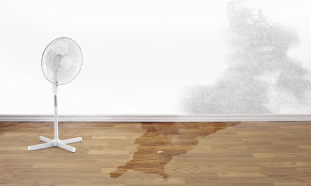 Best Water damage restoration near me  in Highland Lakes, AL
